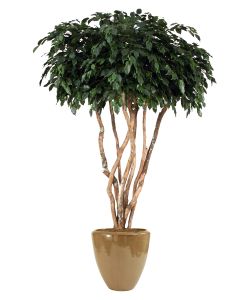 8' Canopy Ficus Tree in Glazed Mocha Stoneware Pot