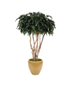 8' Canopy Ficus in Dark Sand Glazed Stoneware Planter