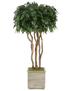 8' Canopy Ficus Tree in Weathered Gray Wooden Planter
