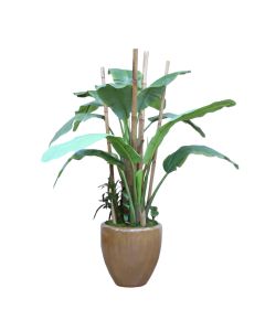 9' Traveler Palm in Stoneware Planter