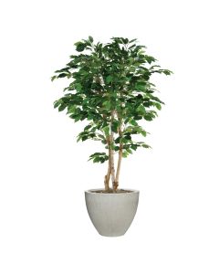 6.5'  Mango Canopy Tree in Vertically Ridged Planter