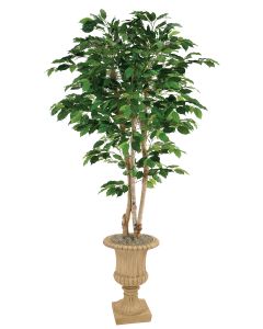 5' Green Ficus Tree in Tan Finish Resin Classic Urn