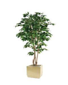 5' Green Ficus Tree in Square Ivory Earthenware Planter