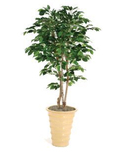 5' Green Ficus Tree in Mustard Glazed Stoneware Planter