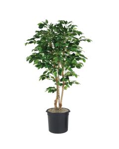 5' Green Ficus Tree in Black Plastic Nursery Liner