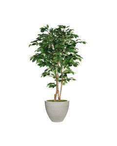 7' Deluxe Ficus Tree in Light Grey Vertically Ridge Planter