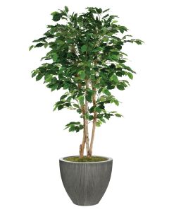 7' Deluxe Ficus Tree in Dark Grey Vertically Ridge Planter