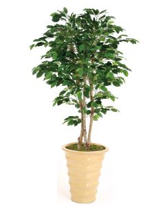 7' Deluxe Ficus Tree in Mustard Glazed Stoneware Planter