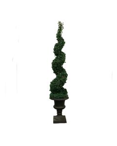 Irish Ivy Sprial Topiary in Urn