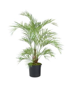 6.5' Areca Palm Tree in Black Plastic Nursery Liner