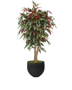 5' Red Capensia Tree in Black Stone Orb Planter