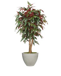 5' Red Capensia Tree in Vertically Ridge Planter