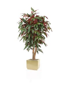5' Red Capensia Tree in Square Glazed Ivory Stoneware Planter
