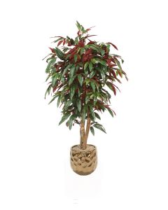 5' Red Capensia Tree in Bronze Gabi Planter