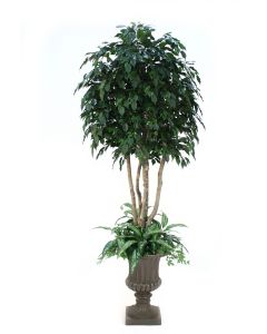 8' Ficus Tree with Ground Cover in Tan Fiberglass Urn
