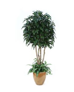 8' Ficus Tree with Ground Cover in Mocha Glazed Stoneware Pot