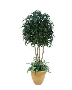 8' Ficus Tree with Ground Cover in Glazed Dark Sand Ceramic Planter