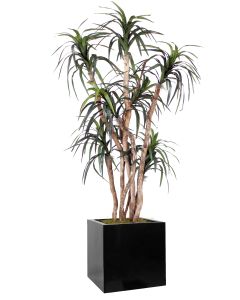 6.5' Dracaena Tree in Block Planter