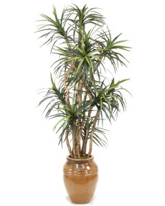 8' Dracaena Tree in Mocha Stoneware Water Jar