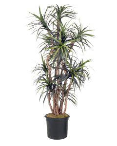 8' Dracaena Tree in Black Plastic Nursery Liner