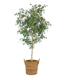 7.5' Birch Tree in Natural Round Core Arrorog Rattan Basket with Handles