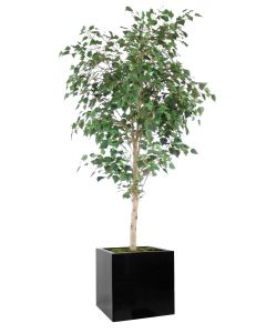 7.5' Birch Tree in Block Planter