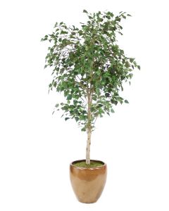7.5' Birch Tree in Metallic Mocha Stoneware Planter
