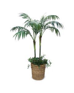 7' Kentia Palm with Ground Cover in Round Core Arrorog Rattan Basket with Handles
