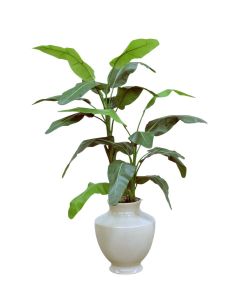 5'5 Banana Tree in Shellish Sand Planter