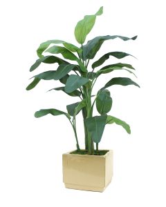6.5' Banana Tree in Square Glazed Ivory Stoneware Planter