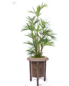 8' Kentia Palm Tree in Carlo Planter