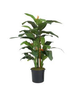 7' Heliconia Tree in Black Plastic Nursery Liner