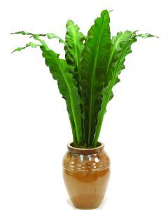 5' Anthurium Jenmani Plant in Mocha Stoneware Water Jar