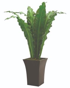5' Anthurium Jenmani Plant in Flared Graphite Metal Planter