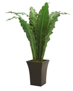 5' Anthurium Jenmani Plant in Flared Graphite Metal Planter