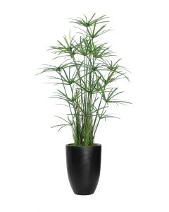 6' Papyrus with Grass and Bamboo in Black Fiberstone Planter