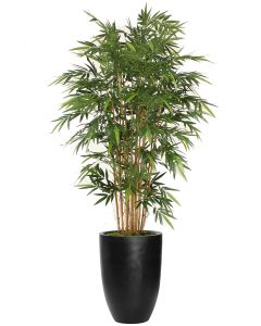 7' Natural Bamboo Tree in Black Fiberstone Planter