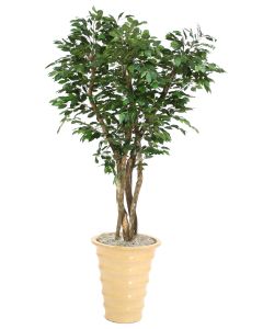 7' Canopy Ficus in Mustard Glazed Stoneware Planter