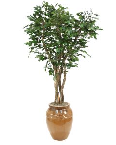 7' Canopy Ficus Tree in Extra Large Mocha Glazed Egg Pot