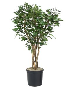 7' Canopy Ficus Tree in Liner