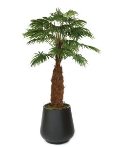 8' Fan Palm in Black Fiberstone Planter