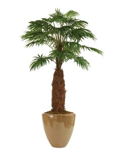 8' Fan Palm Tree in Glazed Mocha Stoneware Pot