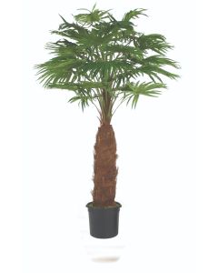 8' Fan Palm Tree in Plastic Pot