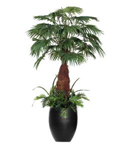 8' Fan Palm Tree with Ground Cove in Black Fiberstone Planter