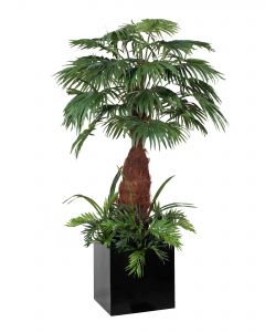 8' Fan Palm Tree with Ground Cover in Block Planter