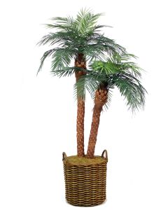 8.5' Phoenix Palm in Tapered Rattan