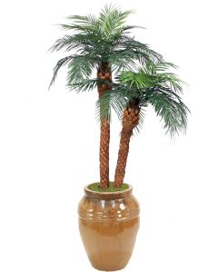 T768-85-G36   8.5' Phoenix Palm