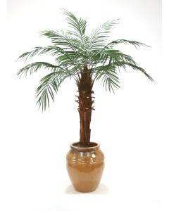 6' Phoenix Palm Tree in Dark Mocha Stoneware Egg Pot