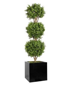 Boxwood 3 Ball Topiary in Black Block