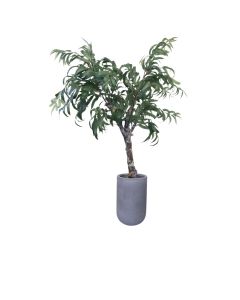 Eucalyptus Tree in Ridged Planter